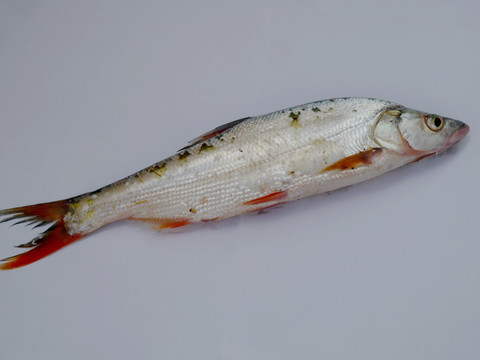 红尾鱼