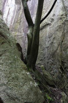 石头山上的大树