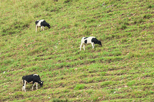 山坡牛吃草