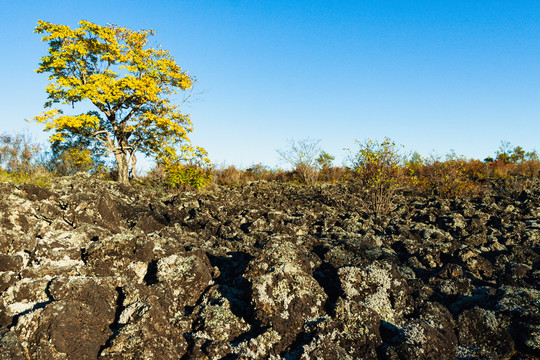 火山熔岩地貌黄菠萝树