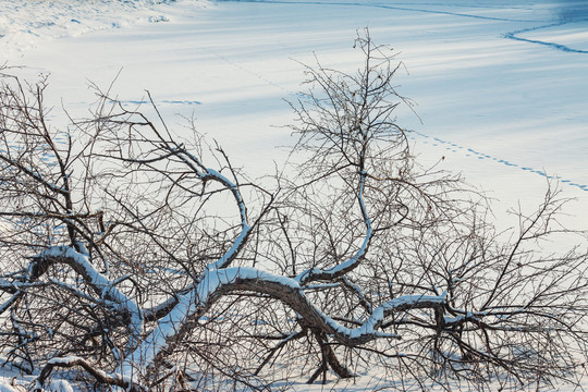 冬季干树树枝