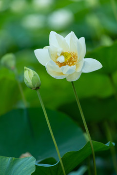 荷花特写