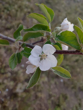 苹果花