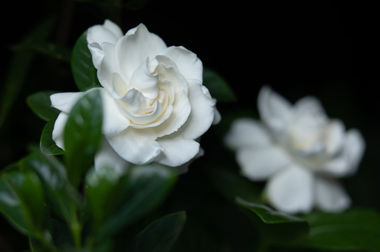 栀子花