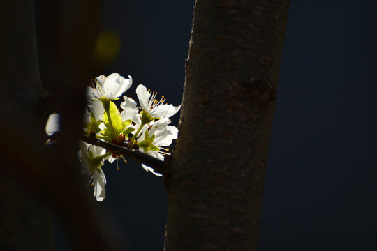 李子花