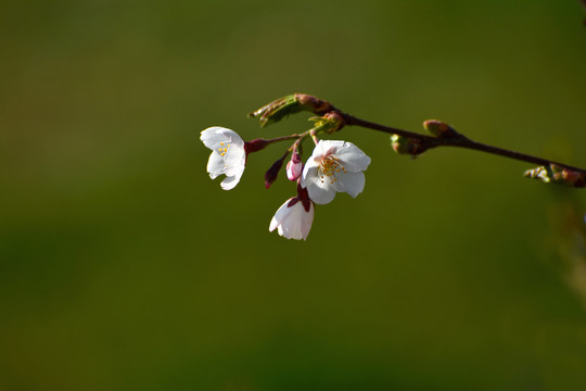 白樱花