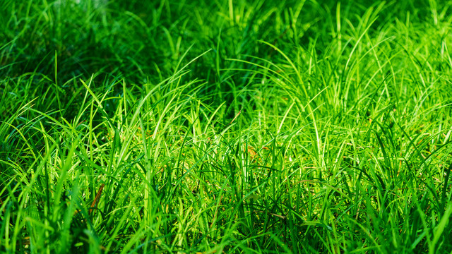 绿色草地草坪背景