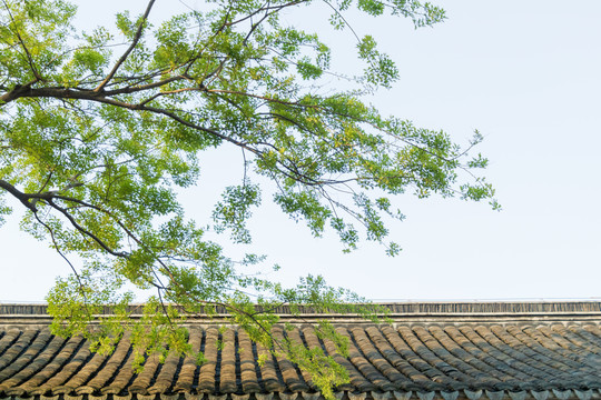 绿色植物大树树枝