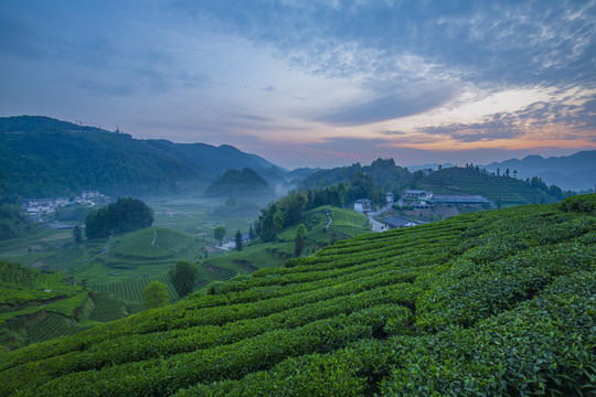 伍家台贡茶茶园