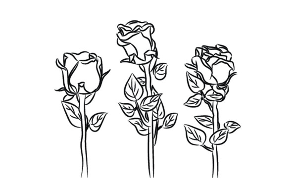 玫瑰花黑白插画