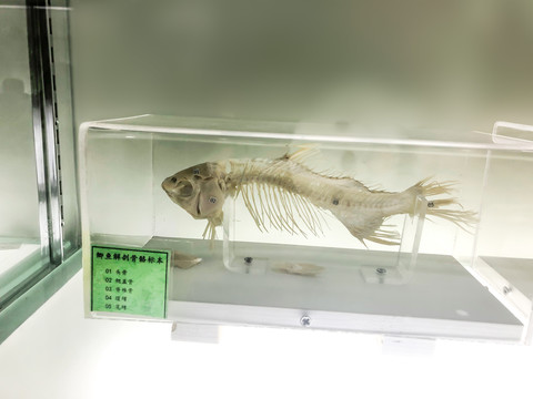 鲫鱼骨骼标本