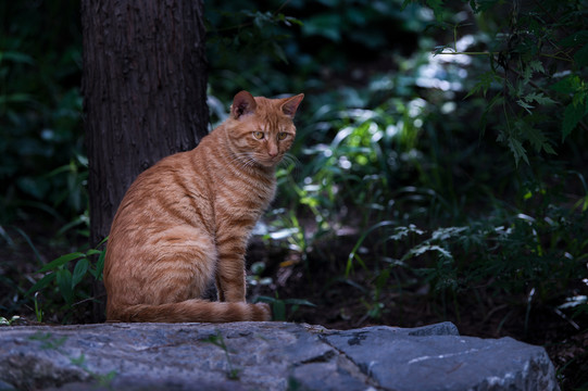 蹲坐回头观察的猫