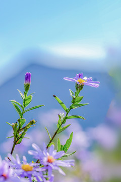 钻叶紫菀