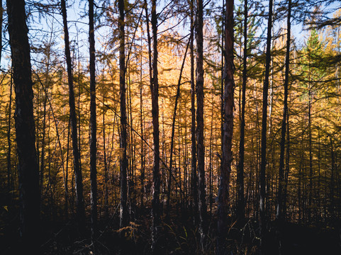 秋季光影森林