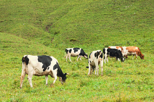 草原山坡牛群吃草