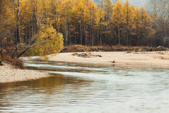秋季金色森林河流