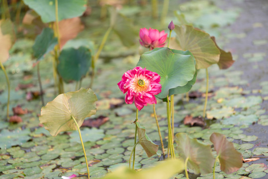 荷花