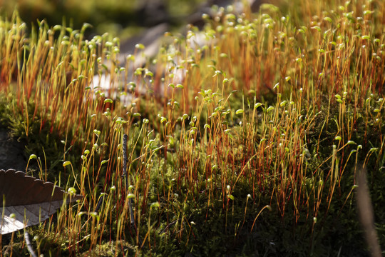 苔藓特写