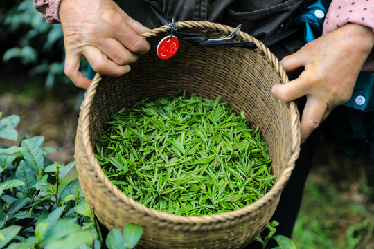 杭州龙井问茶