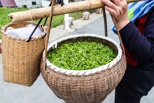 杭州龙井问茶