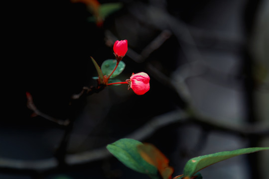 一枝红梅