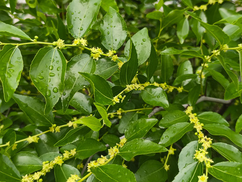 雨中枣花