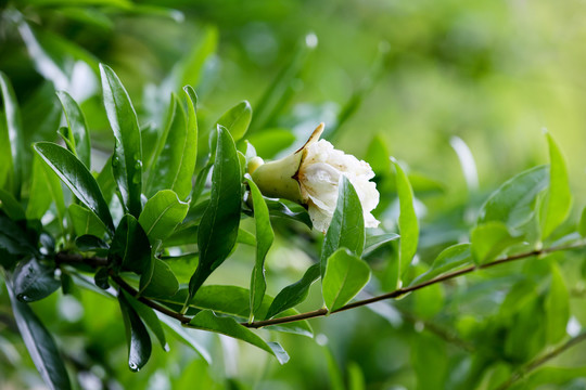 石榴花