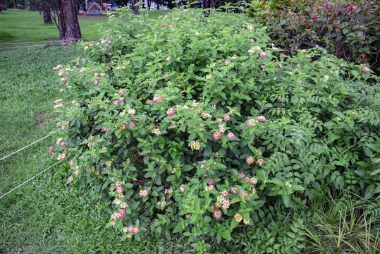 公园绿植花卉