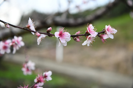 桃花