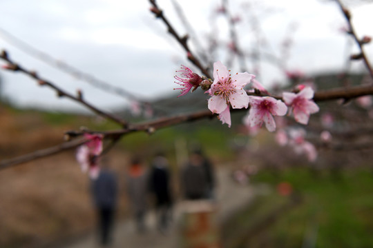 桃花