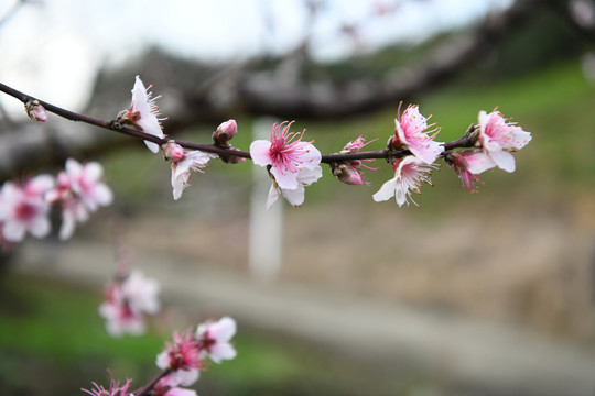 桃花