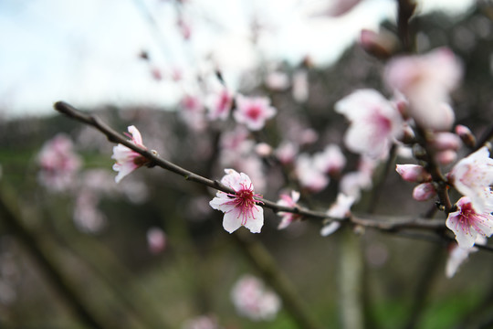 桃花