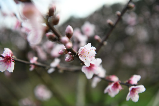 桃花