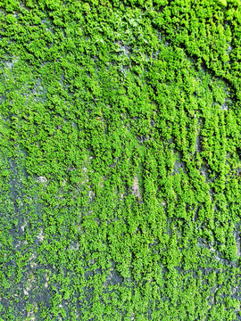 布满绿苔藓的墙面