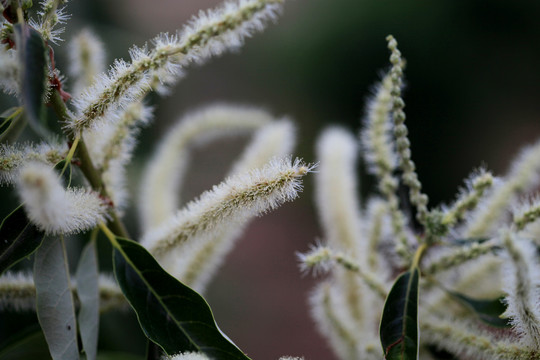 板栗树开花