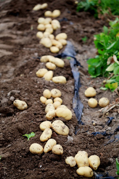 土豆收获