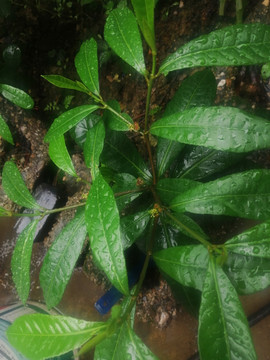 茶叶七