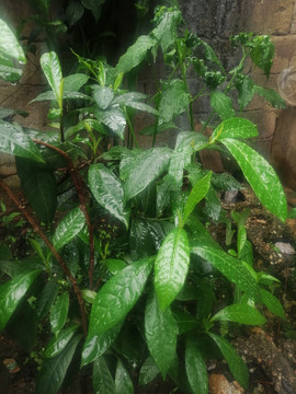 茶叶七