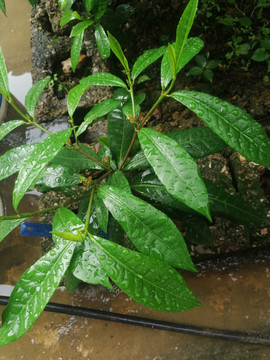 茶叶七