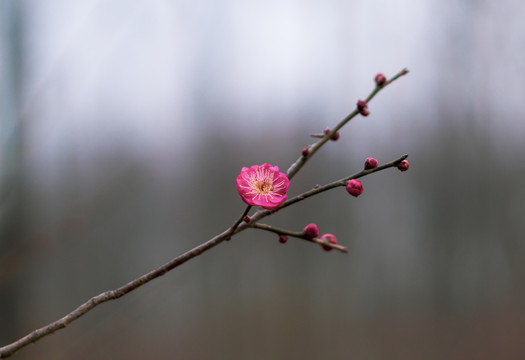 腊梅花