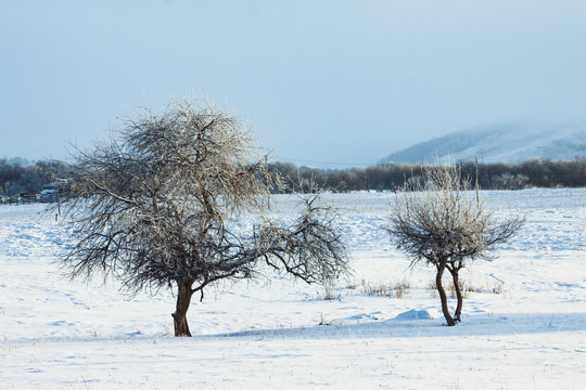 冬季雪原树木