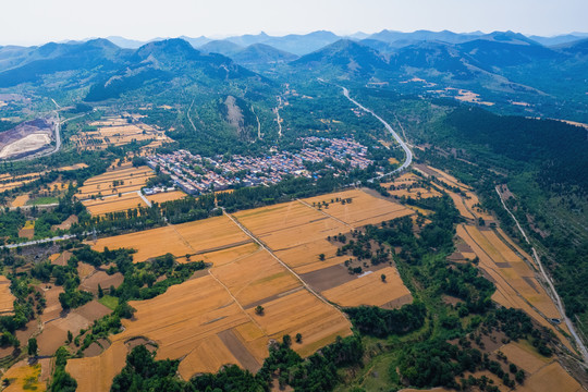 金色麦田