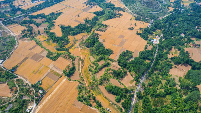 麦田