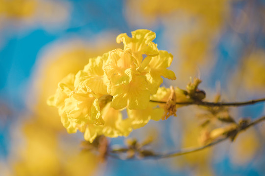 黄花风铃木