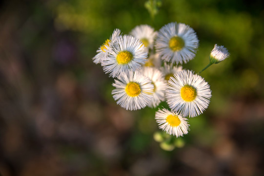 小白花