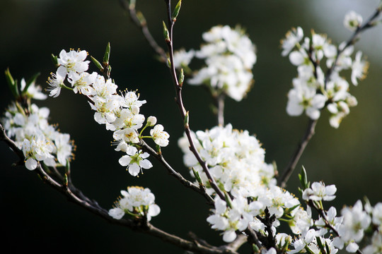 李子树花