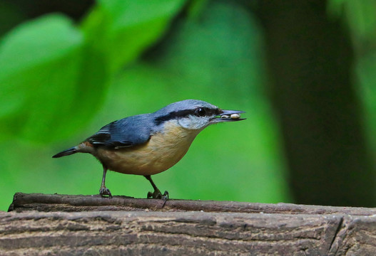 普通鳾