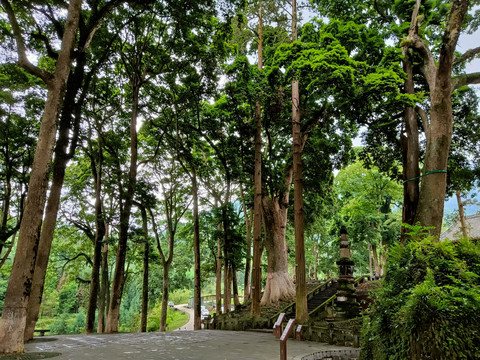 云峰寺桢楠树林