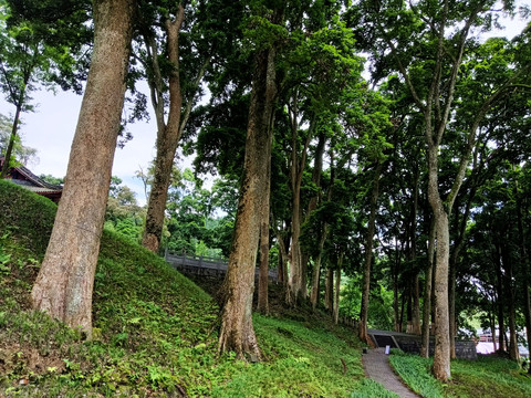 云峰寺桢楠树林