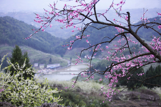 山村桃花开